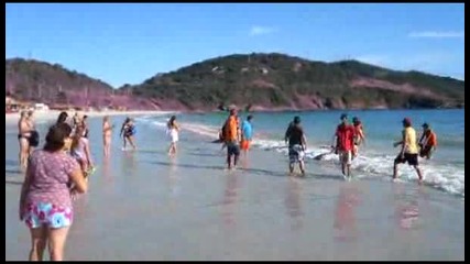 Делфините на плажа в Бразилия