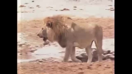 30 лъва нападат слонче..!!