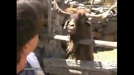 Коза Наплю Репортер ! 