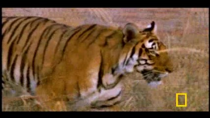 410.flv