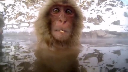 Снежни маймунки и гореща вана