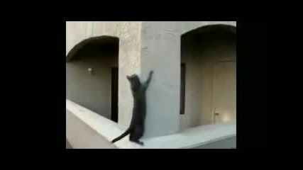 Котешки паркур 