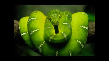 Animal Sound Tech House™