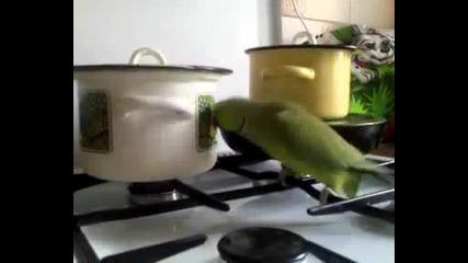 Много гладен папагал