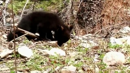 Черно мече излязло на разходка из гората с майка си