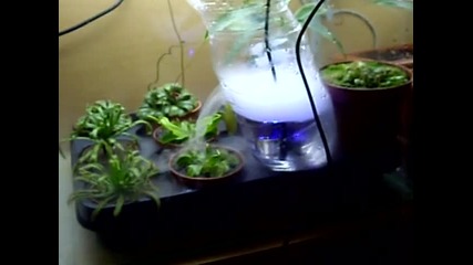 Dionaea