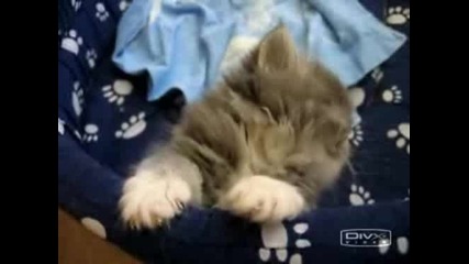Спящо Коте