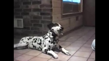 Говорещи кучета