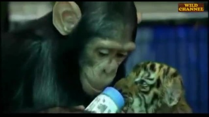 Маймунка храни малко тигърче