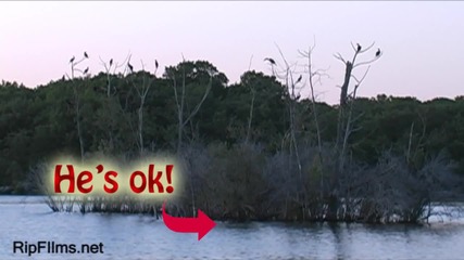 Funny Bird Crashing Into A Tree