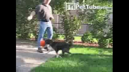 Куче баскетболист - професионална кучешка забивка