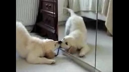 Puppy -сладур