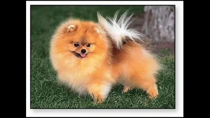 Sweet Pomeranian