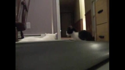 Прецаканите котета :d 
