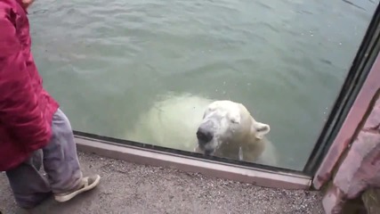 Изненада от полярна мечка