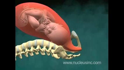 3д анимация как се ражда бебето