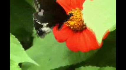 Пеперуда