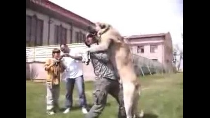 Най - голямото куче в Света! Рекорд на гинес 