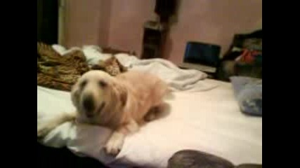 golden retriever playing
