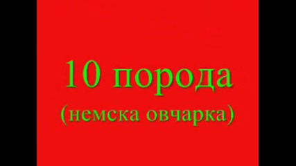 fyndy Цласация За Порода Кучета (ПОБЕДИТЕЛ НОМЕР 3)