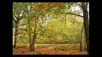 Frank Duval - Magdalena Forest views