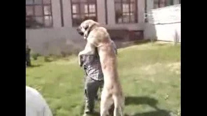 Най - голямото куче във света Огромен Кангал