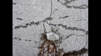 bulb 