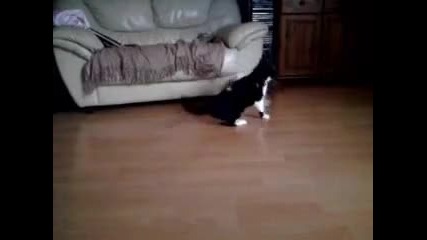 бой между куче и котка 