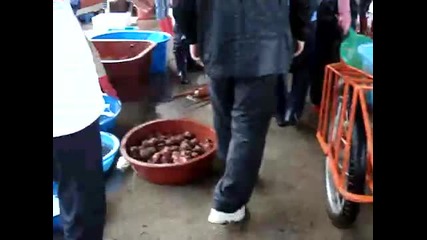 Октопод който е решил че трябва да се разходи! ха-ха