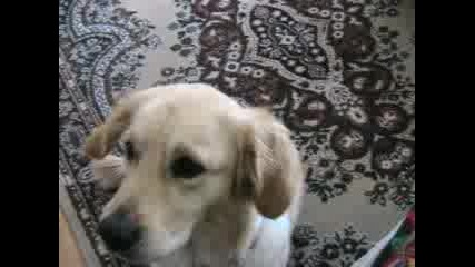 Кучето Голди Казва Моля