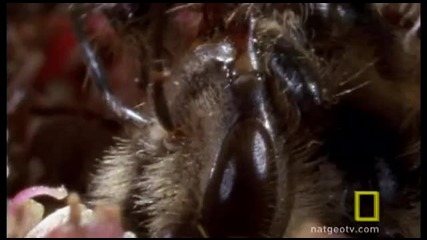Кървава битка - Скачащ паяк vs. Пчела