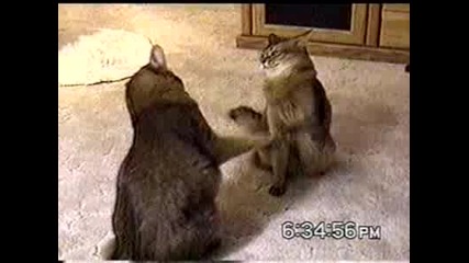 Какъв синхрон само