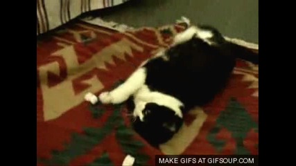 cat!!! 