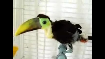Малък Тукан & Голям Клюн - Toucan Bird 