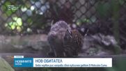 Бебе червен рис с дебют в зоопарк в Мексико Сити (ВИДЕО)