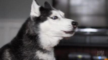 Dubstep Кучето ;d
