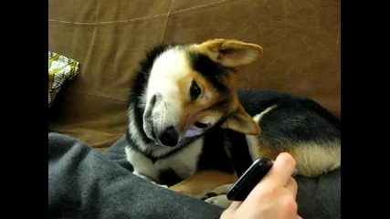 Смехотворно куче гледа в телефон