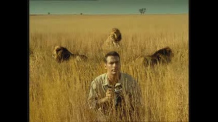 Lions - Williams