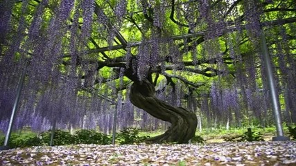 The Ashikaga Flower Park - Japan