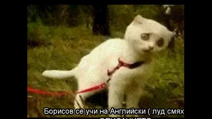 Драматична котка срещо Драматична котка