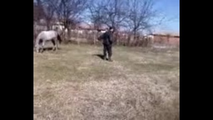 Horse Mishel
