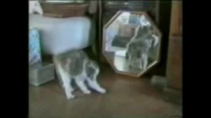 Котки