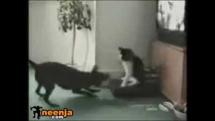 Котката е фен на Роки! 