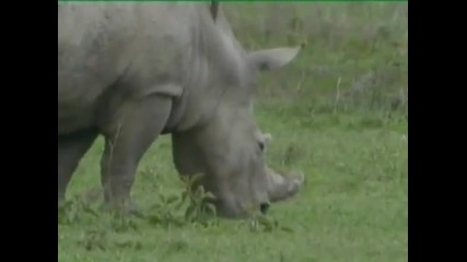 Baby Rhyme - Bim Bam in the Animal World