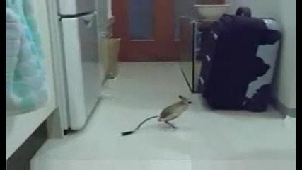 Odd Animal
