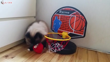Котка баскетболист