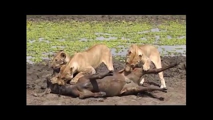 Lion kill in Selous Game Reserve 11.9.2010