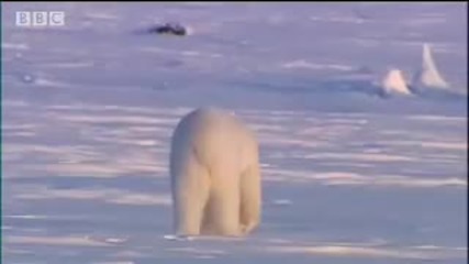 Bbc: Търсене на полярни мечки