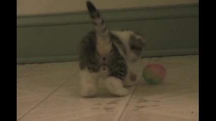 Сладко котенце играе с топче 
