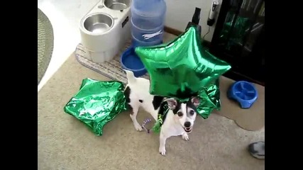 Куче срещу балони